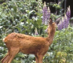 Lupine - Staudenlupine, Dauerlupine (Lupinus polyphyllus) - 1 kg